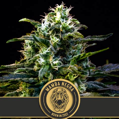attitudeseedbank Thank you for your patience - The Attitude Seedbank USAThank you for your patience - The Attitude Seedbank USAA full selection of all cannabis seeds on sale now at The Attitude Seedbank